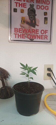 potted up