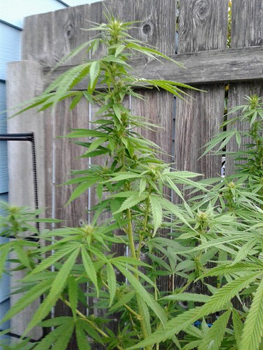 Sky God 1 Buds