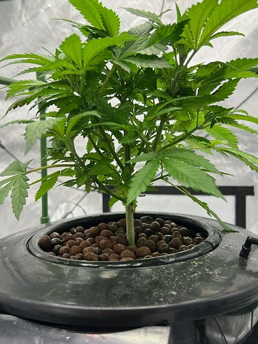 Day 29 b