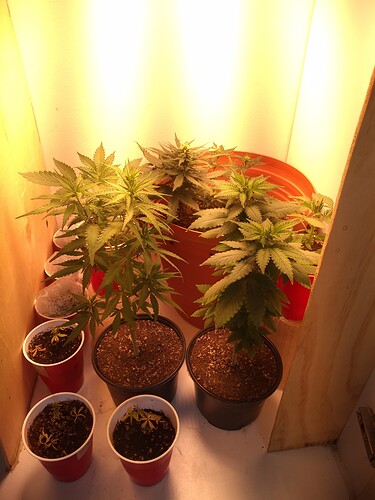 IMG_20200621_115511907