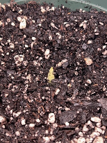 Garlic Sprout 2 Day 22