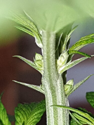 2020-06-08-20-42-56-561