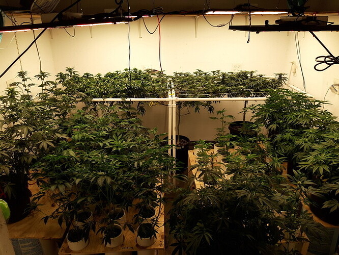 cf291f1cf9fdc6f52e7d252ddf50b89ce6291aaf