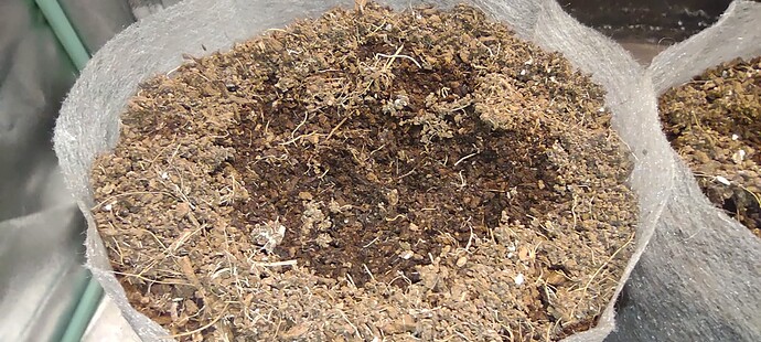 IMG_20231025_070919275