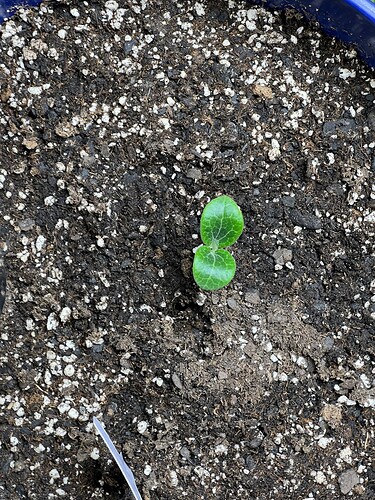 Yellow Squash 3 Day 11
