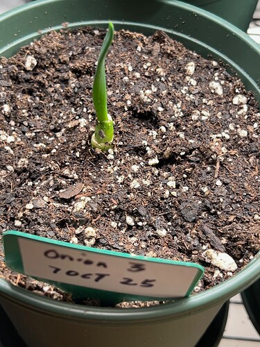 Onion Sprout 3 Day 12