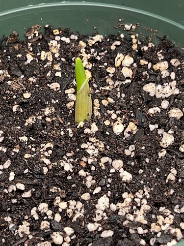 Garlic Sprout Day 20