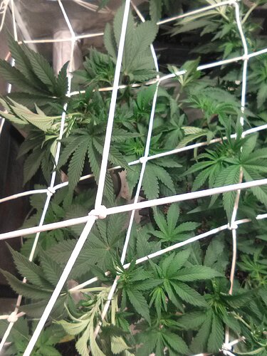 IMG_20200121_084610_1