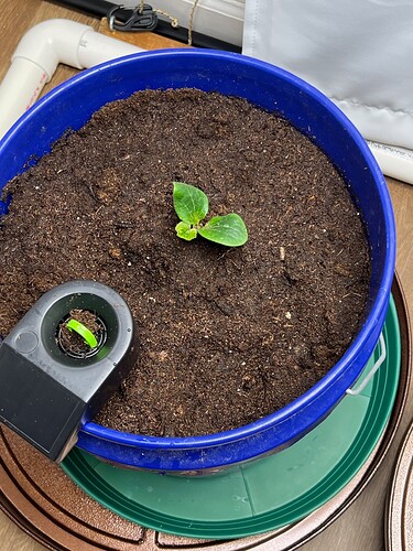 Zucchini Bucket Day 1