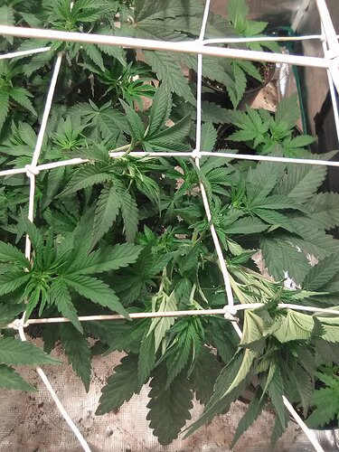 IMG_20200121_084631_1