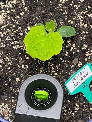 Yellow Squash 2 Day 21