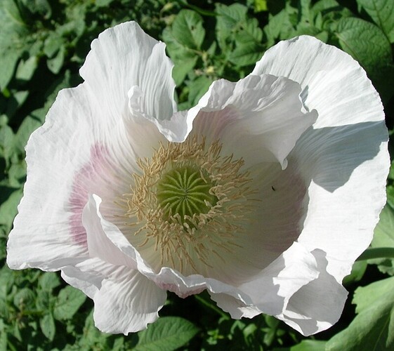 poppie