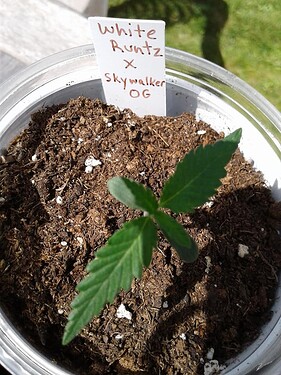 GN Day 9 May 2 White Runtz x Skywalker OG Closeup 3