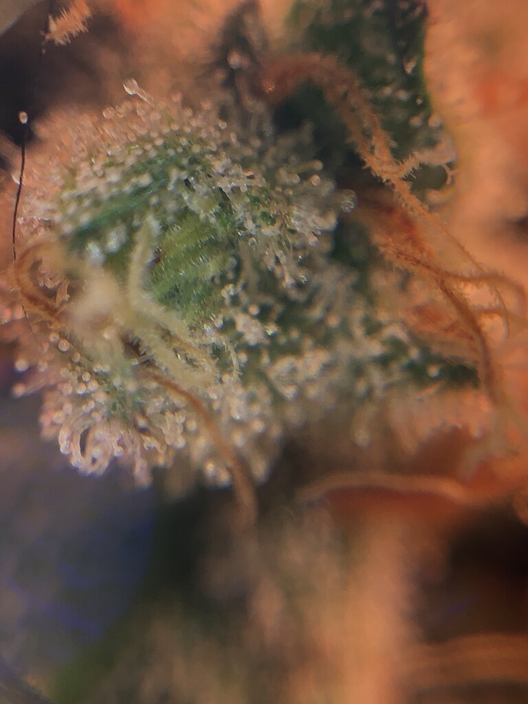 Purple Panty Dropper close up Grow from Home Growers