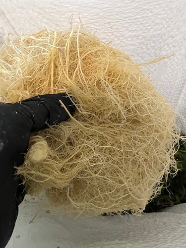 Big Root Ball