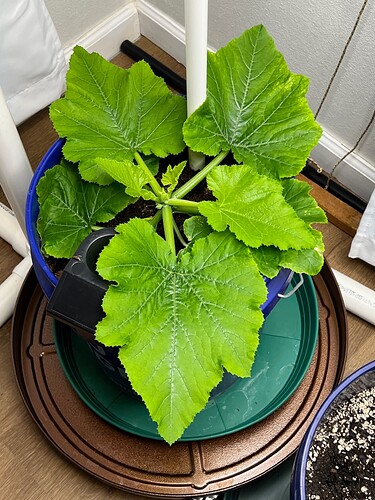 Zucchini Day 28