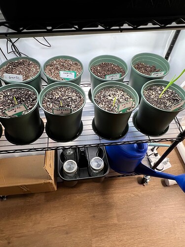 Garlic Day 24