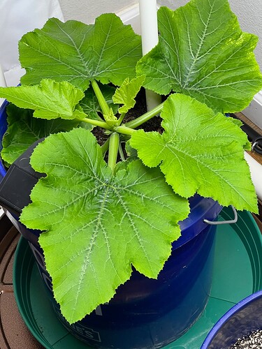 Zucchini Day 29