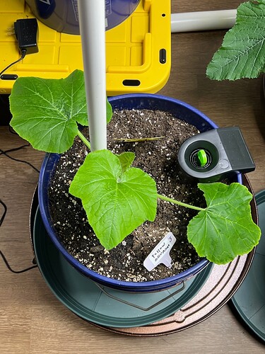 Yellow Squash 3 Day 28