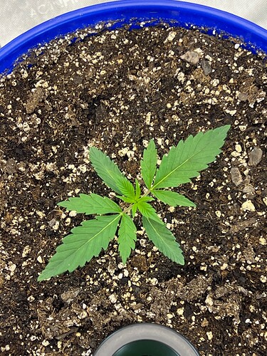 Monkey Slapz in the soil Day 12