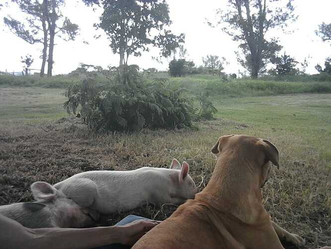 IMG-20200319-WA0027