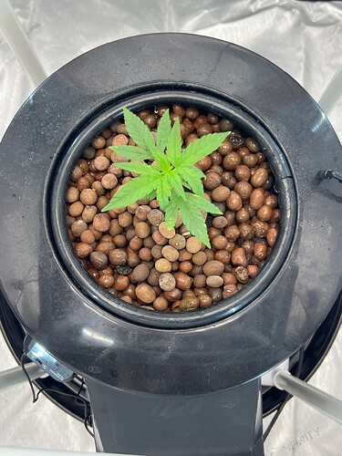 Plant 12 Day 11