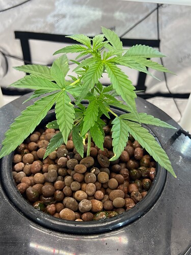 Plant 23 Day 17
