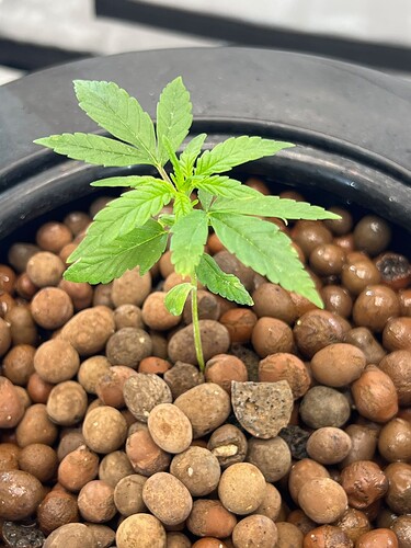 Plant 8 Day 9