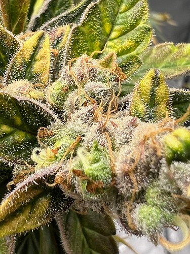 Bud Top Day 91