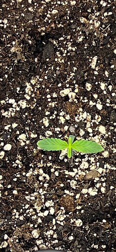 Monkey Slapz in the soil Day 4