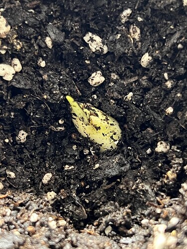 Garlic Sprout 2 Day 21