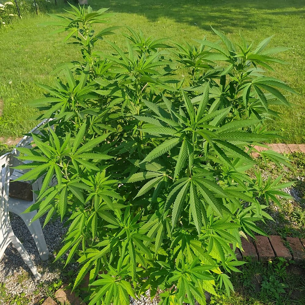 Anyone Use Gaia Green as Top Dressing? Grow from Home Growers