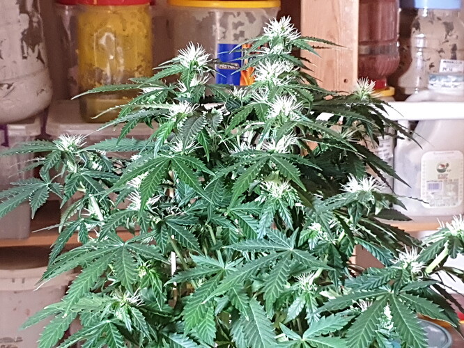 2020-06-05-21-39-20-684