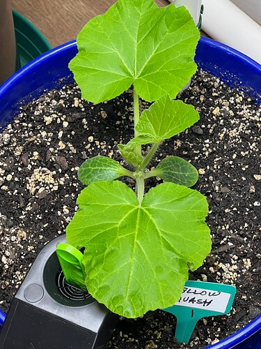 Yellow Squash 1 Day 24
