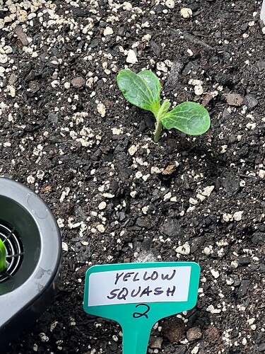 Yellow Squash 2 Day 12