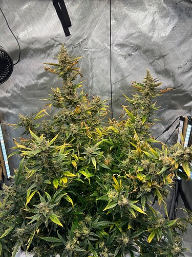 Plant 119 Day 90