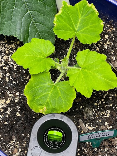 Yellow Squash 2 Day 28