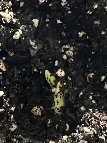 Garlic Sprout 1 Day 21