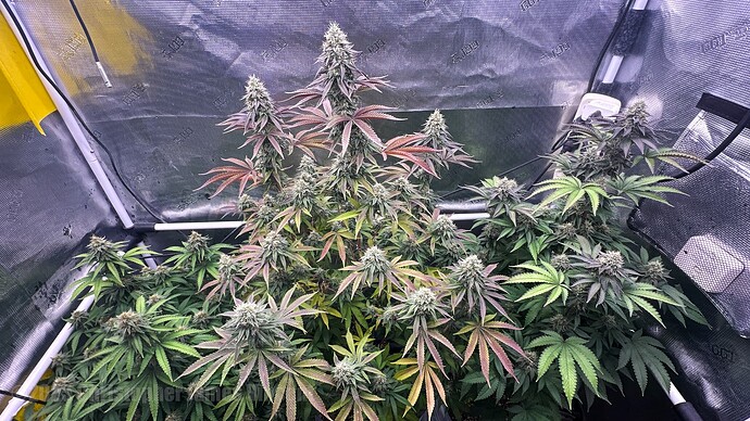 DJI_20250912_084209_973