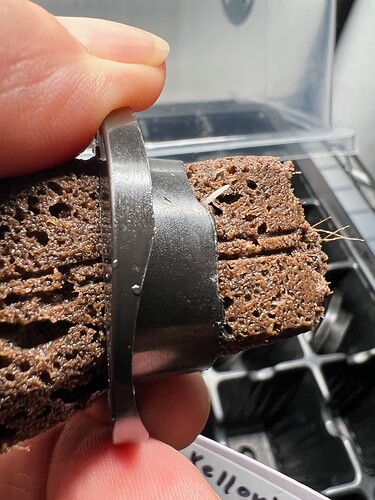 Zucchini Sprout Roots Day 8