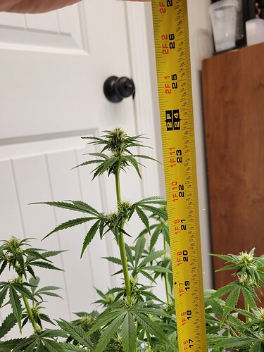731 (1)