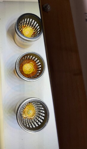 Onion Sprouts Day 37