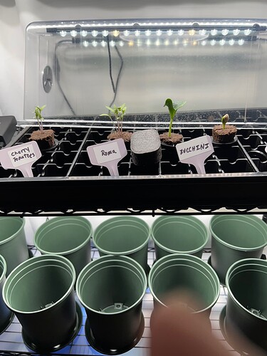 Seed Starter Tray Day9