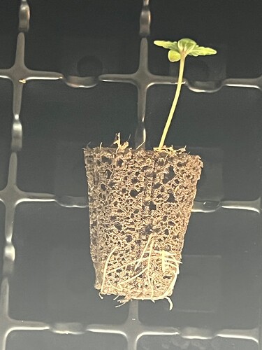 Roots