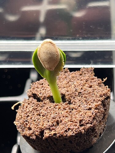 Zucchini Sprout Center Day 10