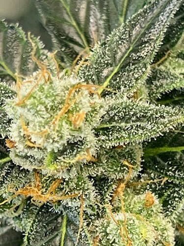 Lower Center Bud Day 90