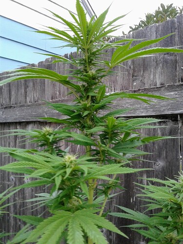 Sky God 2 Buds