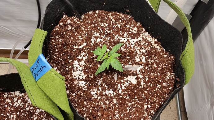 10 days b