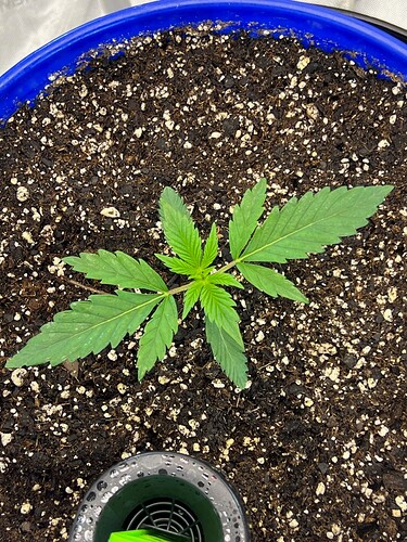 Monkey Slapz in the soil Day 13