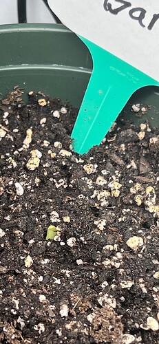 Garlic Day 18 Broke the Surface